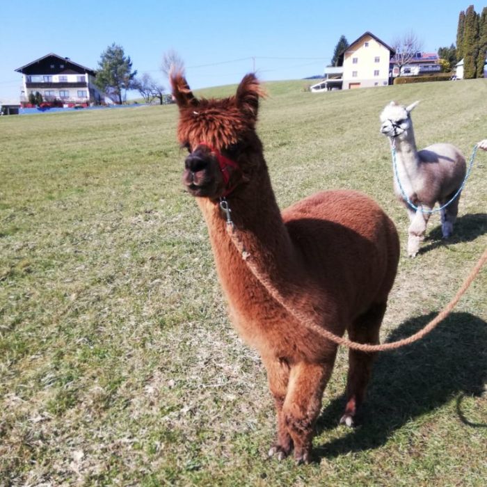 alpakawanderung-salzburg-768x1024