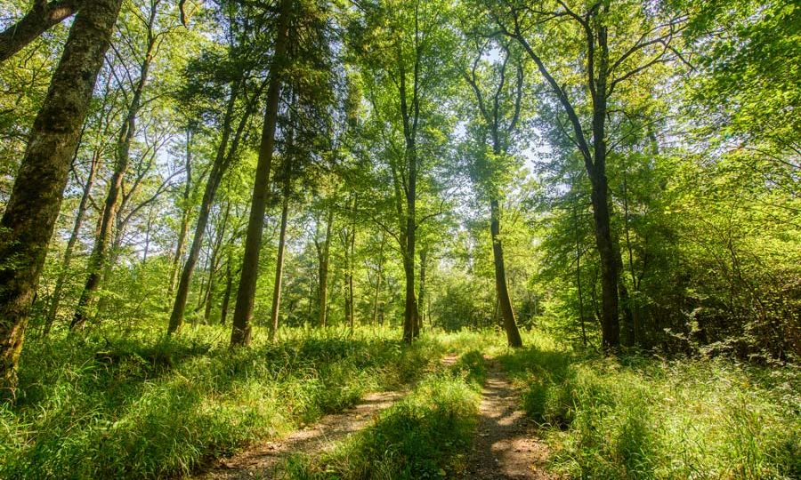 antheringer-au-sommer