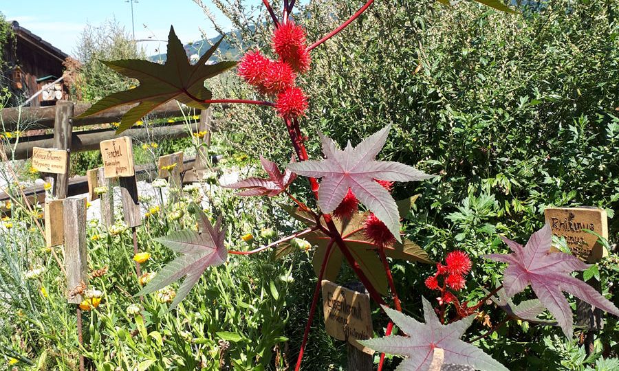 antheringer-kraeutergarten